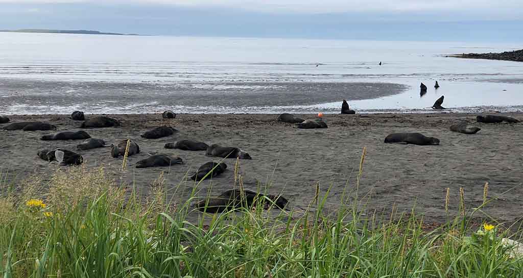 wide photograph of 10-20 walrus on the beach at Saint Paul Alaska