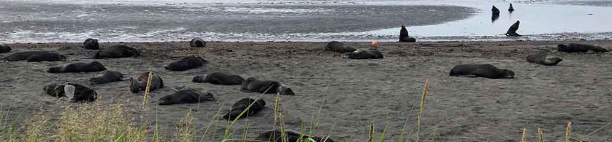 wide photograph of 10-20 walrus on the beach at Saint Paul Alaska